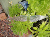 Solar Dancing hummingbird Garden yard Flying on flower bed