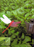 Solar Dancing Dragonfly Garden yard Flying on flower bed